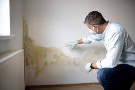 Best Black Mold Removal  in Mathis, TX